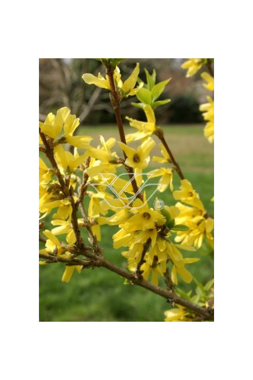 Forsycja zielona 'Kumsum' Forsythia viridissima