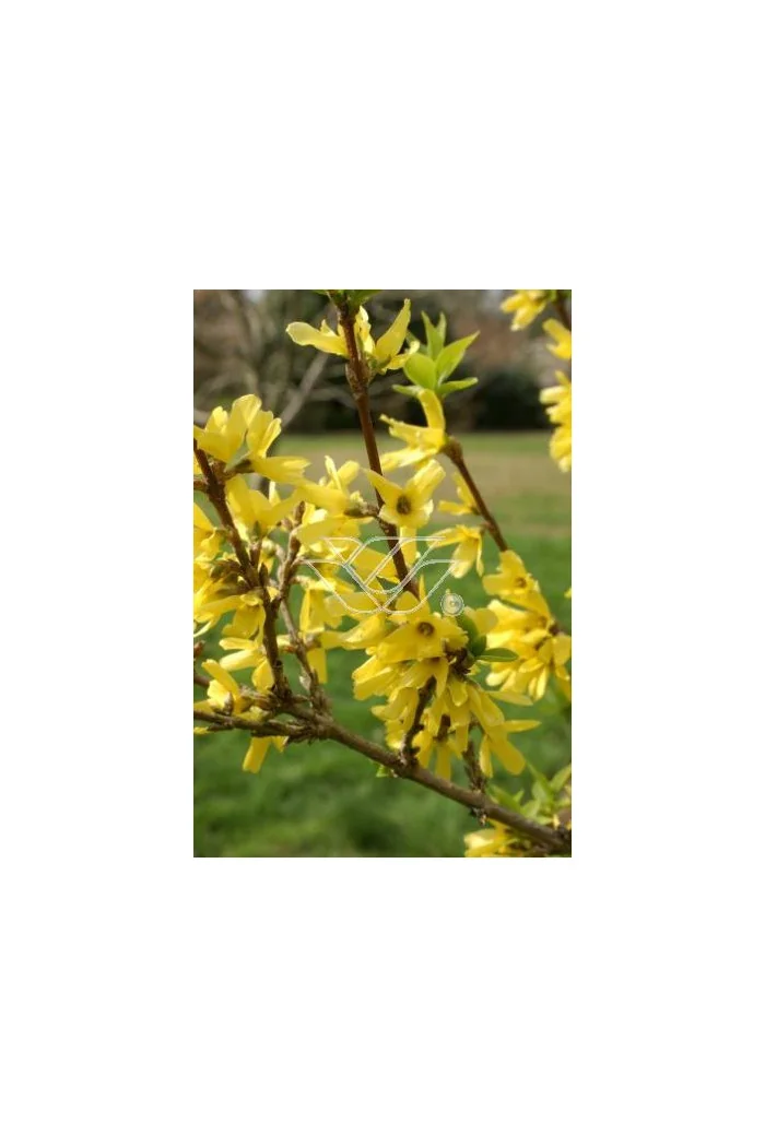 Forsycja zielona 'Kumsum' Forsythia viridissima