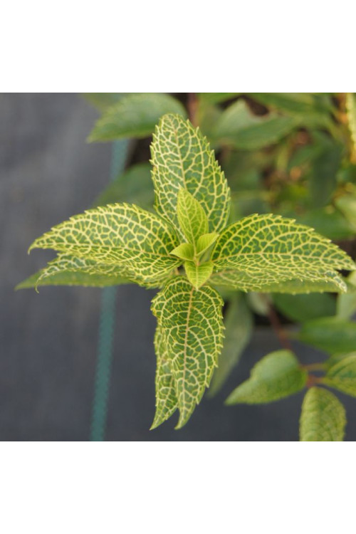 Forsycja zielona 'Kumsum' Forsythia viridissima