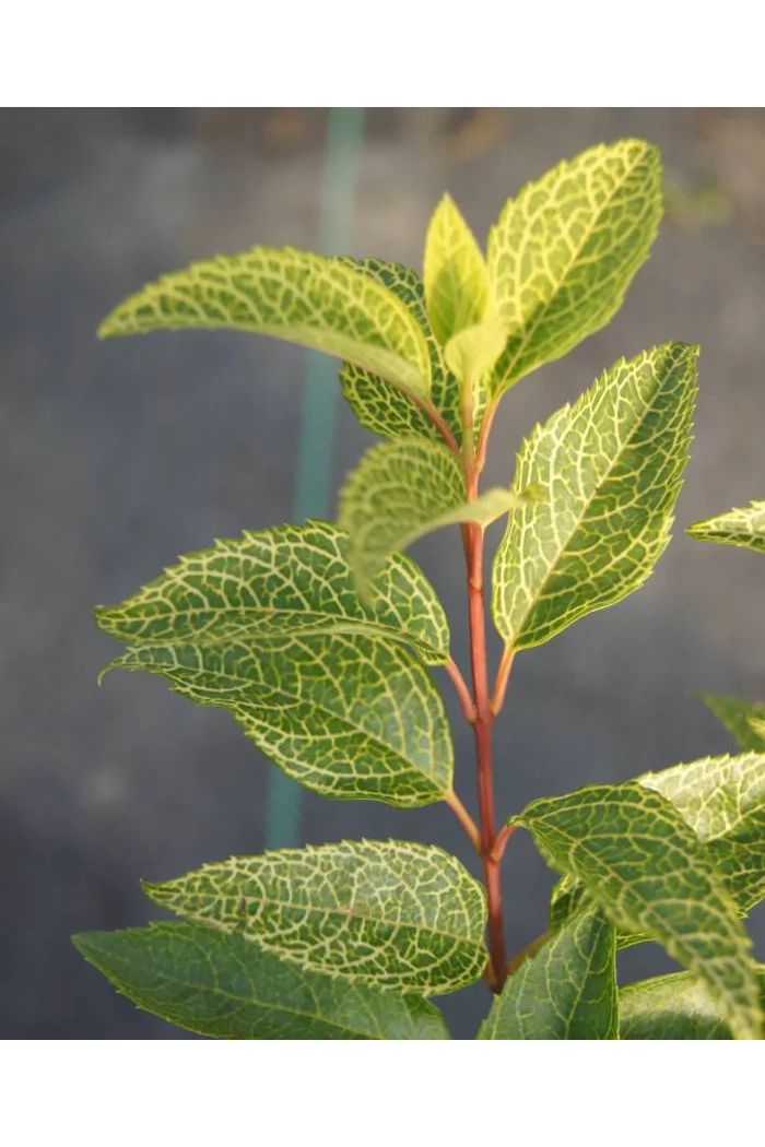 Forsycja zielona 'Kumsum' Forsythia viridissima