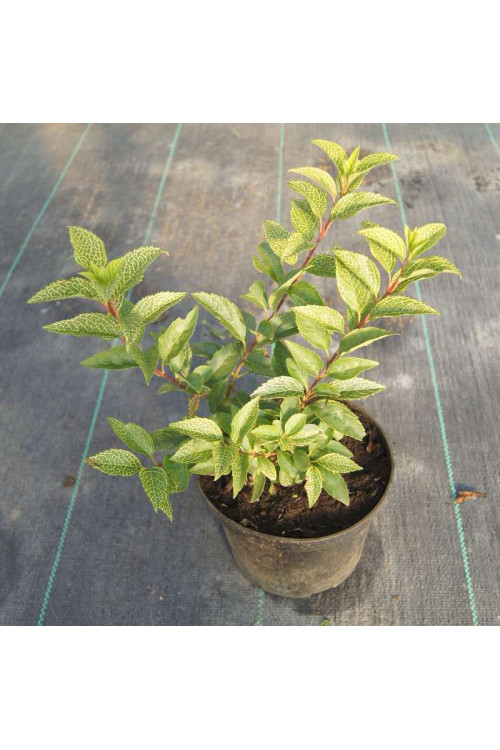 Forsycja zielona 'Kumsum' Forsythia viridissima