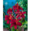 Liliowiec 'Red Braun' Hemerocallis