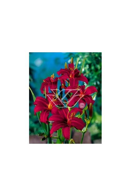 Liliowiec 'Red Braun' Hemerocallis