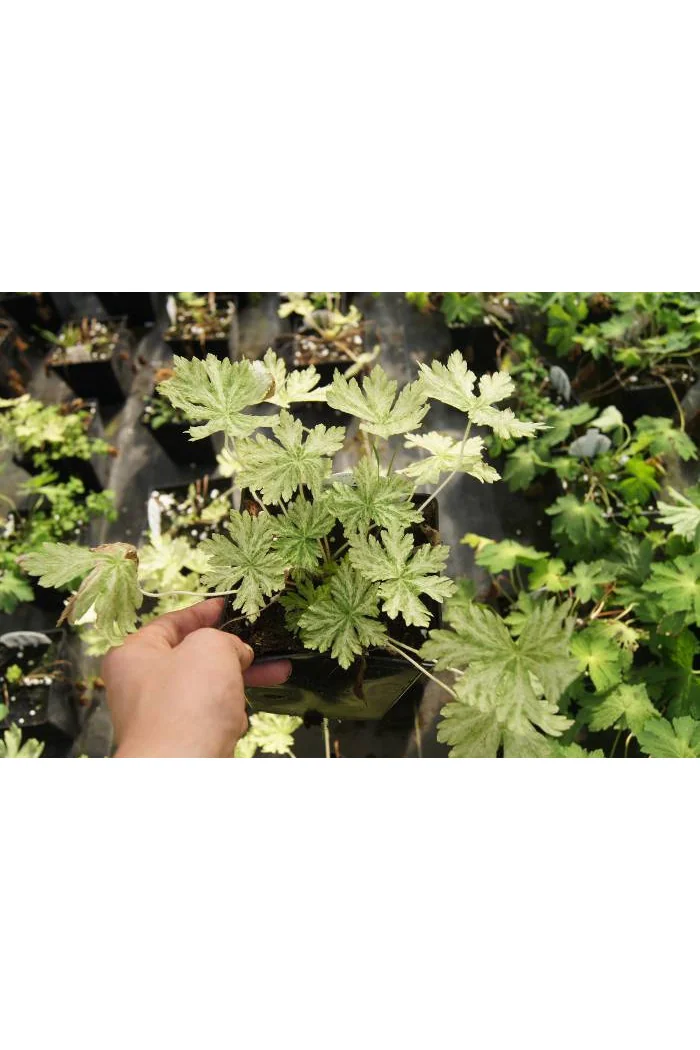 Bodziszek żałobny 'Margaret Wilson' Geranium phaeum