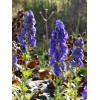 Tojad arendsa | Aconitum arendsii
