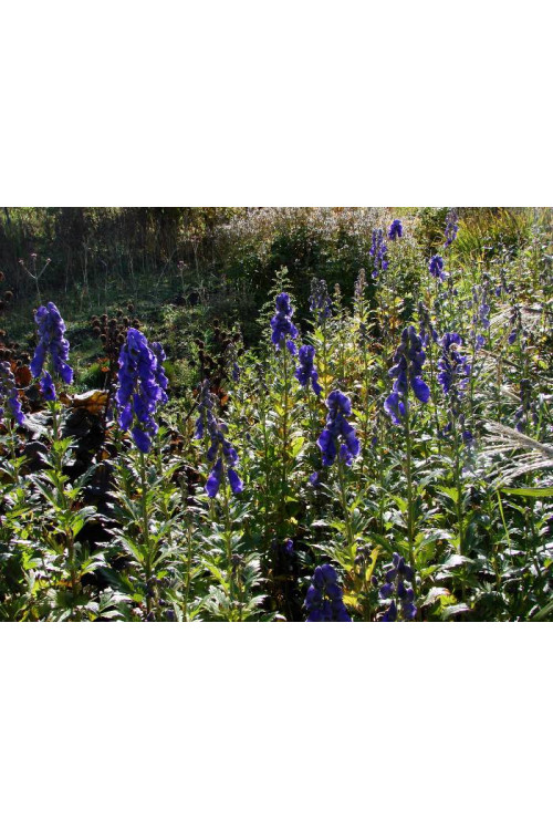 Tojad arendsa | Aconitum arendsii