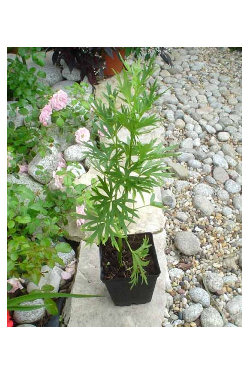 Tojad arendsa | Aconitum arendsii