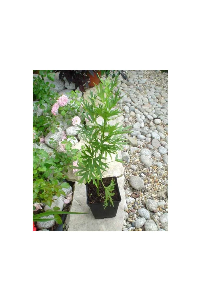 Tojad arendsa | Aconitum arendsii