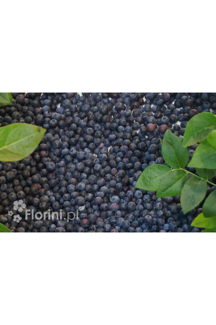 Borówka amerykańska 'Bluecrop' | Vaccinium corymbosum