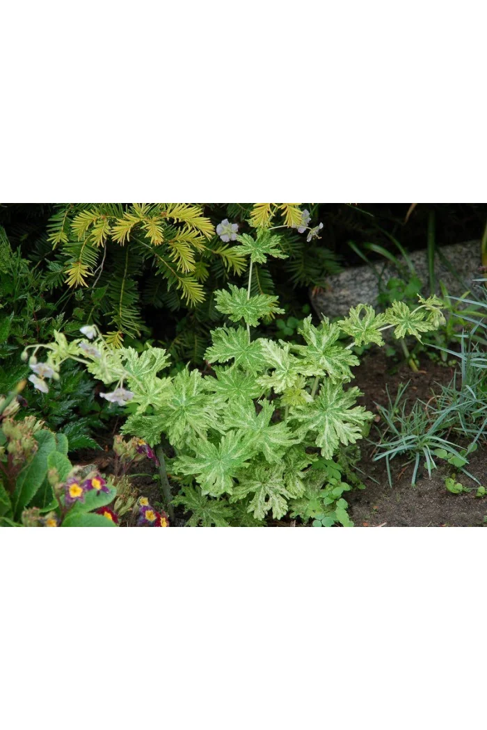 Bodziszek żałobny 'Margaret Wilson' Geranium phaeum