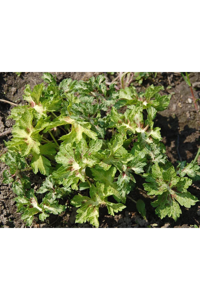 Bodziszek żałobny 'Springtime' Geranium phaeum