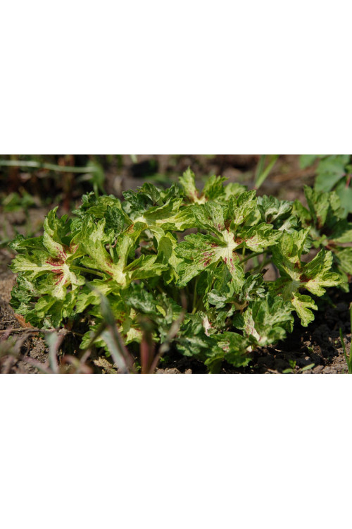 Bodziszek żałobny 'Springtime' Geranium phaeum