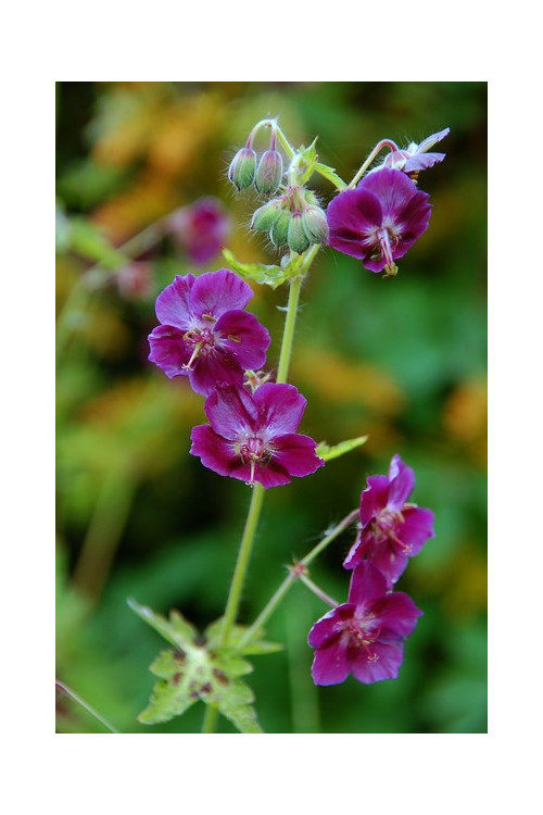 Bodziszek żałobny 'Springtime' Geranium phaeum