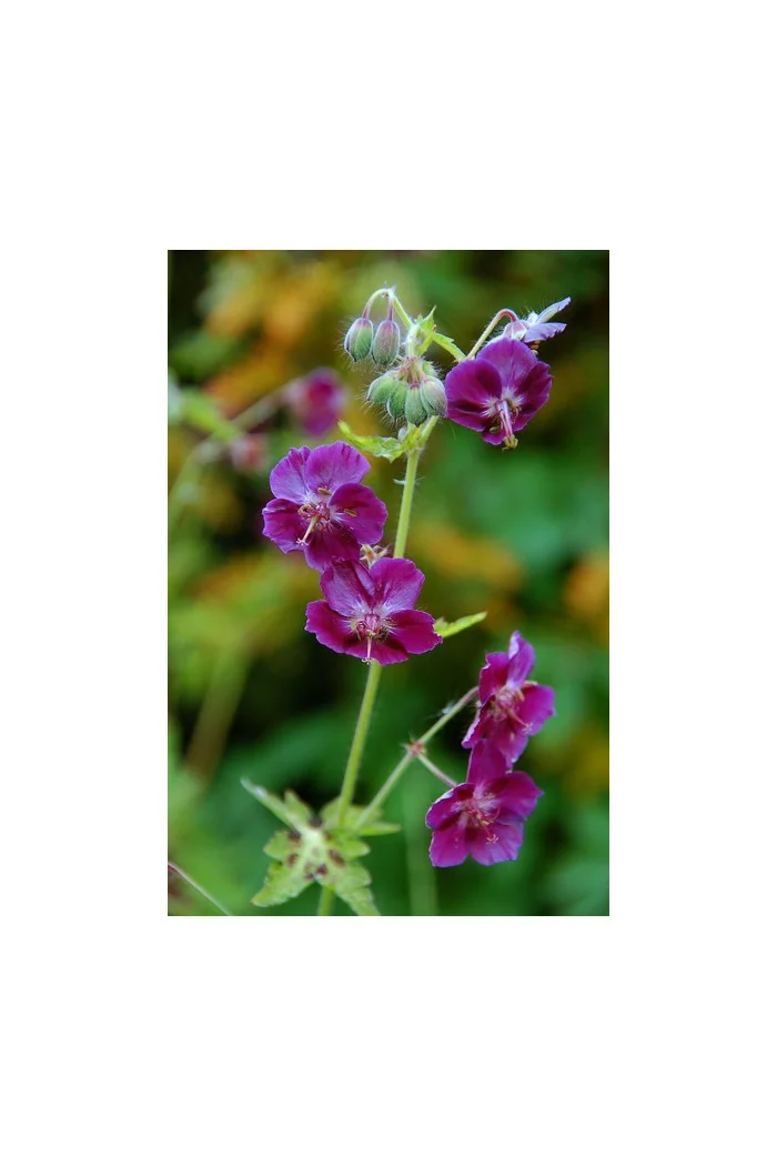Bodziszek żałobny 'Springtime' Geranium phaeum