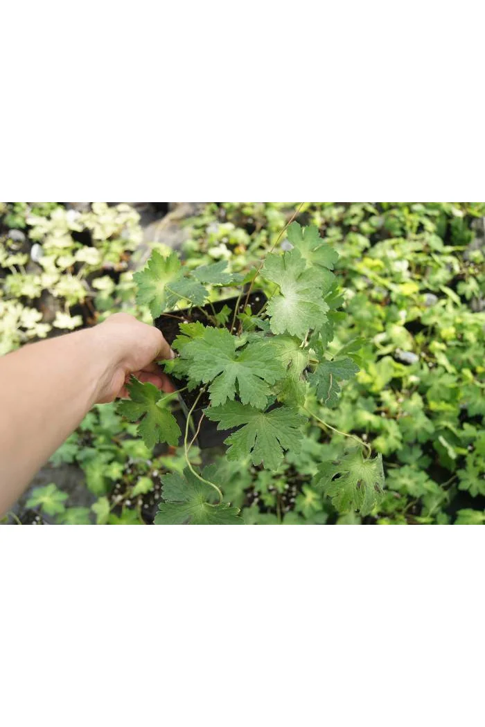 Bodziszek żałobny 'Springtime' Geranium phaeum