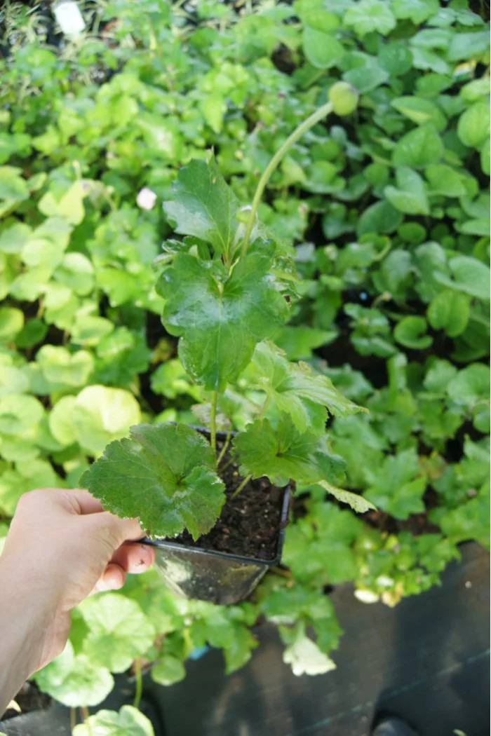 Zawilec japoński 'Konigin Charlotte' | Anemone japonica