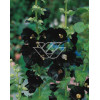 Malwa czarna Alcea rosea var. nigra