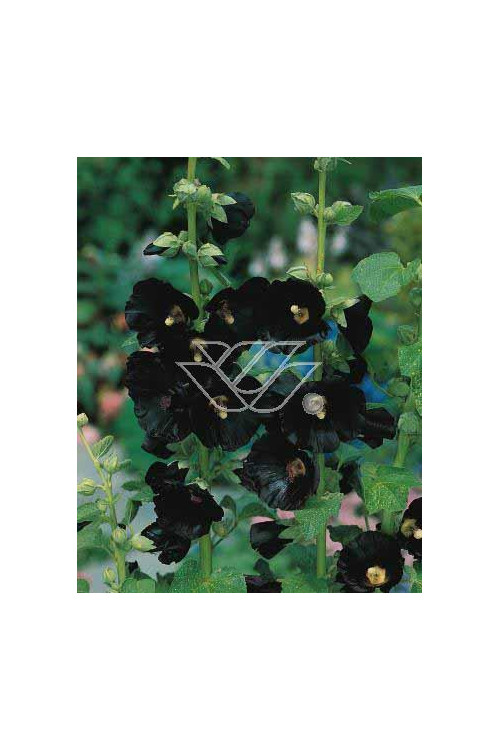 Malwa czarna Alcea rosea var. nigra