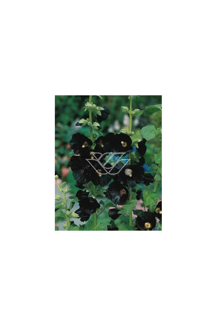 Malwa czarna Alcea rosea var. nigra