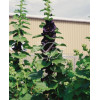 Malwa czarna Alcea rosea var. nigra