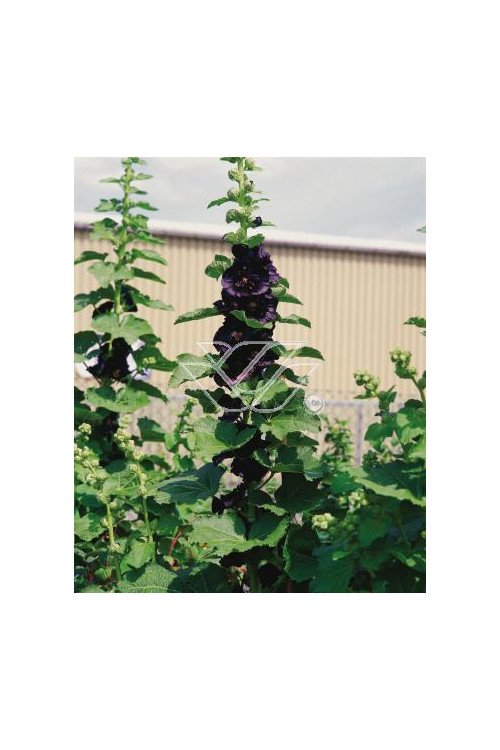 Malwa czarna Alcea rosea var. nigra