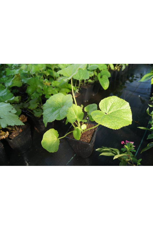 Malwa czarna Alcea rosea var. nigra