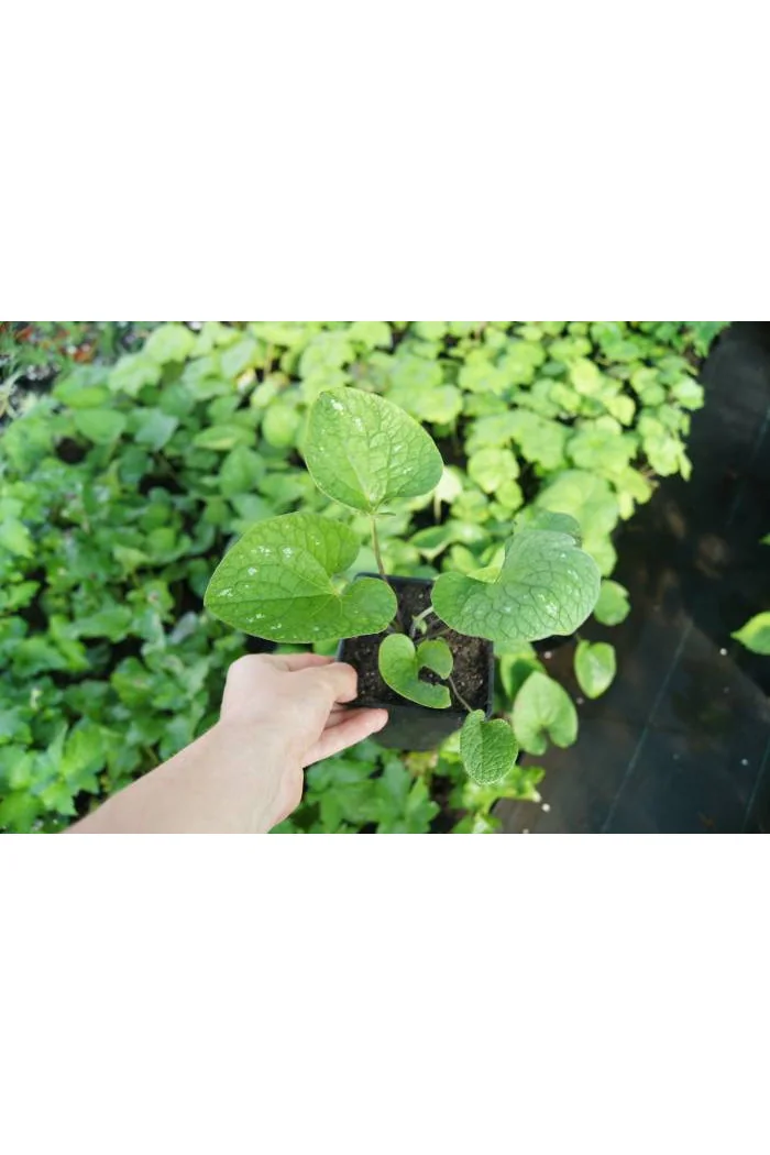 Brunnera 'Langtrees' Brunnera