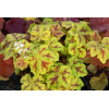 Żuraweczka 'Yellowstone Falls' Heucherella