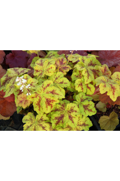 Żuraweczka 'Yellowstone Falls' Heucherella