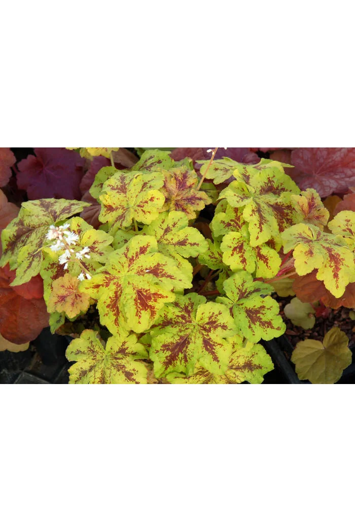 Żuraweczka 'Yellowstone Falls' Heucherella