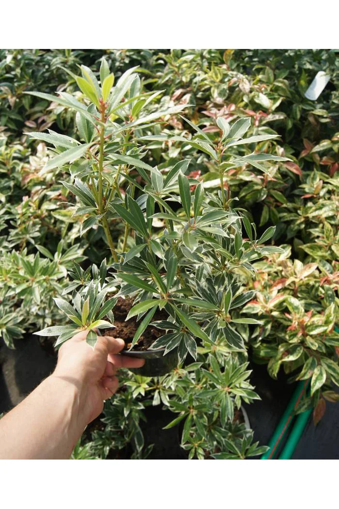 Pieris japoński 'Flaming Silver' Pieris japonica