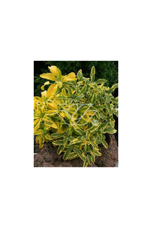 Szałwia lekarska 'Icterina' Salvia officinalis