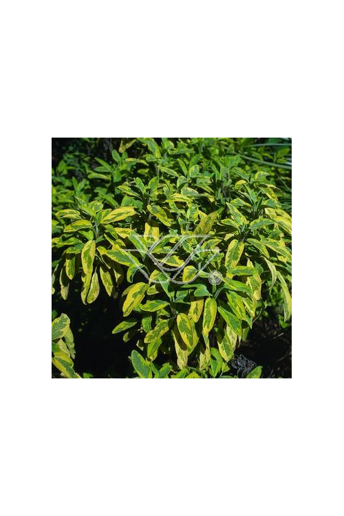 Szałwia lekarska 'Icterina' Salvia officinalis