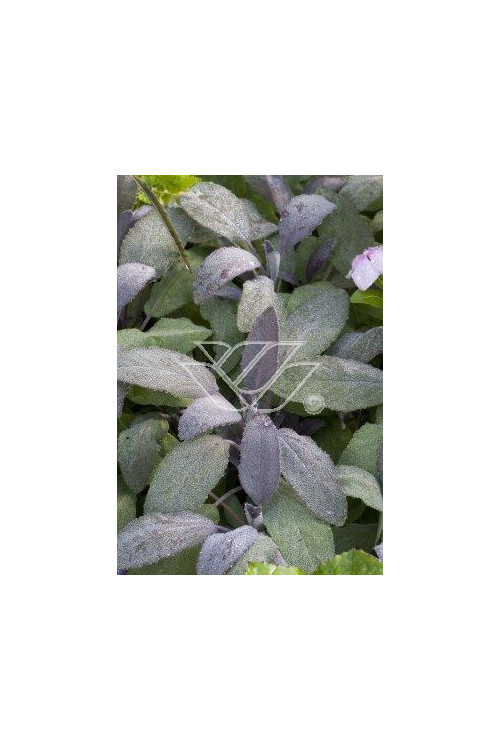 Szałwia lekarska 'Purpurascens' Salvia officinalis
