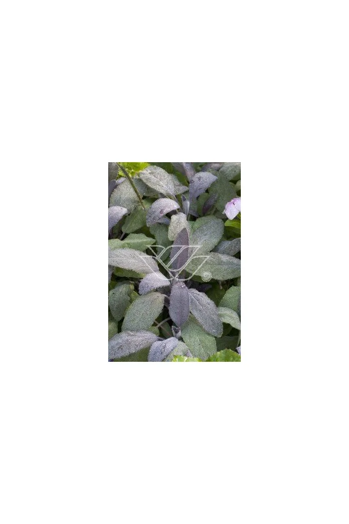 Szałwia lekarska 'Purpurascens' Salvia officinalis