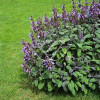 Szałwia lekarska 'Purpurascens' Salvia officinalis