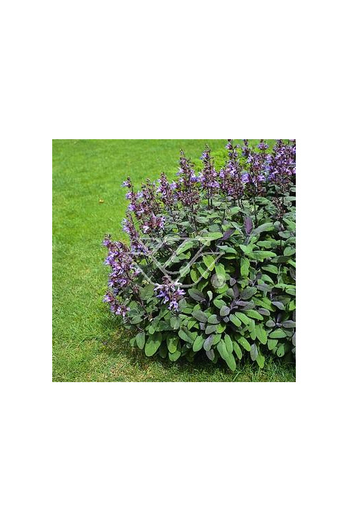 Szałwia lekarska 'Purpurascens' Salvia officinalis