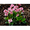 Bergenia 'Pink Dragonfly' | Bergenia cordifolia