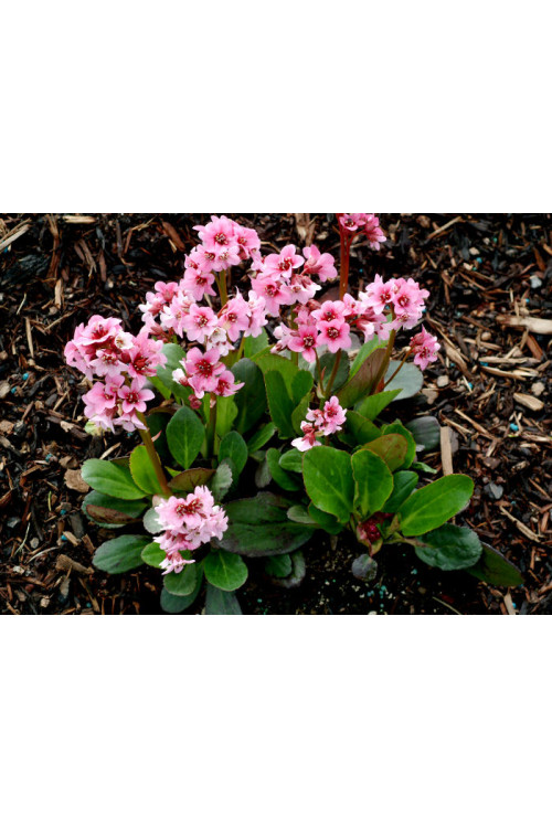 Bergenia 'Pink Dragonfly' | Bergenia cordifolia