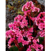 Bergenia 'Pink Dragonfly' | Bergenia cordifolia
