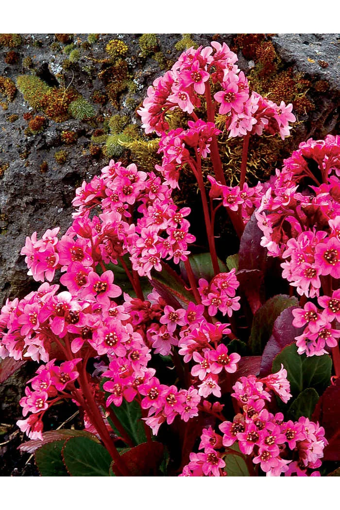 Bergenia 'Pink Dragonfly' | Bergenia cordifolia