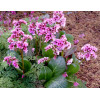 Bergenia 'Pink Dragonfly' | Bergenia cordifolia