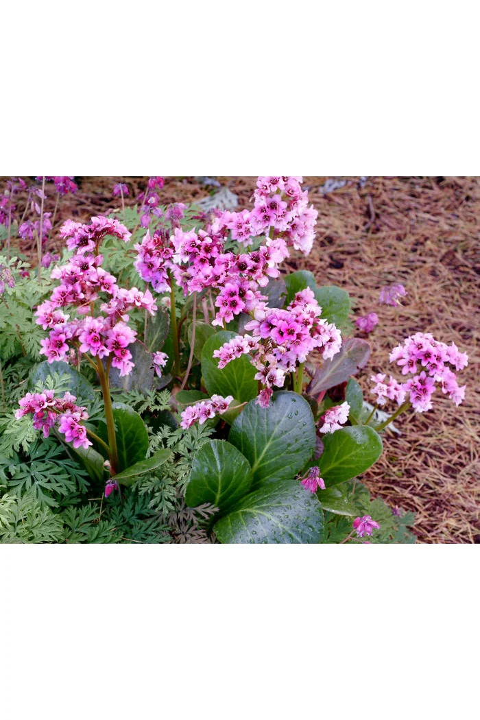 Bergenia 'Pink Dragonfly' | Bergenia cordifolia