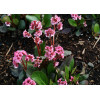 Bergenia 'Pink Dragonfly' | Bergenia cordifolia