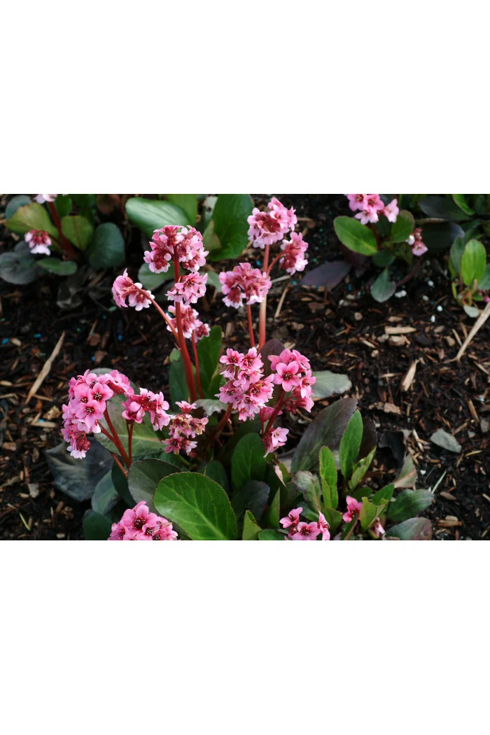 Bergenia 'Pink Dragonfly' | Bergenia cordifolia