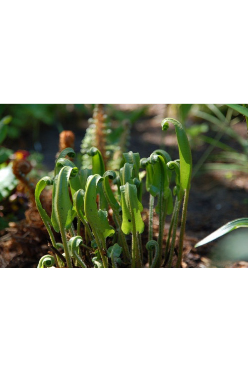Języcznik zwyczajny | Phyllitis scolopendrium (Asplenium scolopendrium)