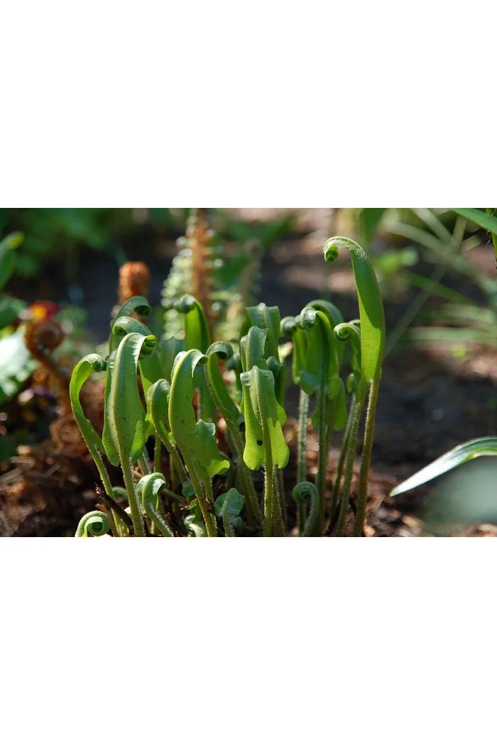 Języcznik zwyczajny | Phyllitis scolopendrium (Asplenium scolopendrium)