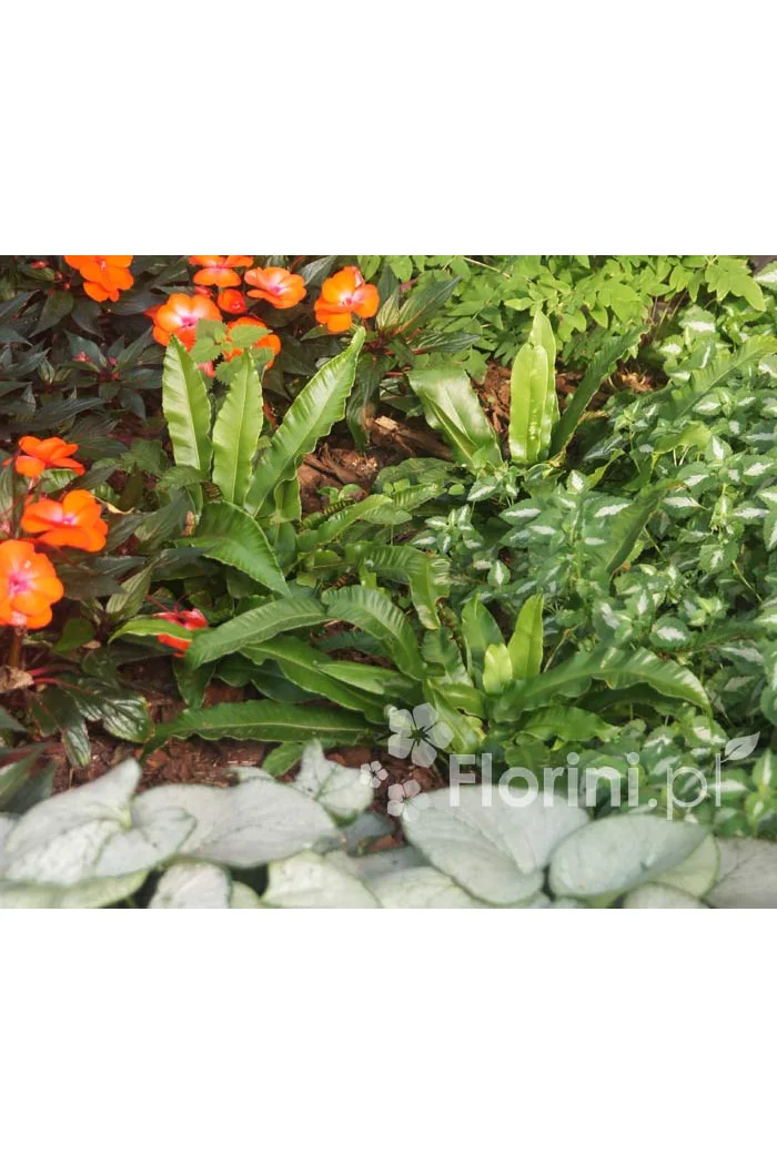 Języcznik zwyczajny | Phyllitis scolopendrium (Asplenium scolopendrium)