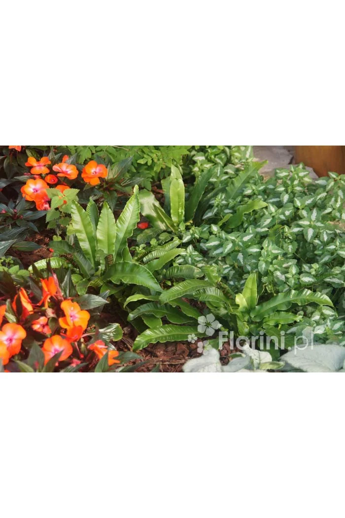 Języcznik zwyczajny | Phyllitis scolopendrium (Asplenium scolopendrium)