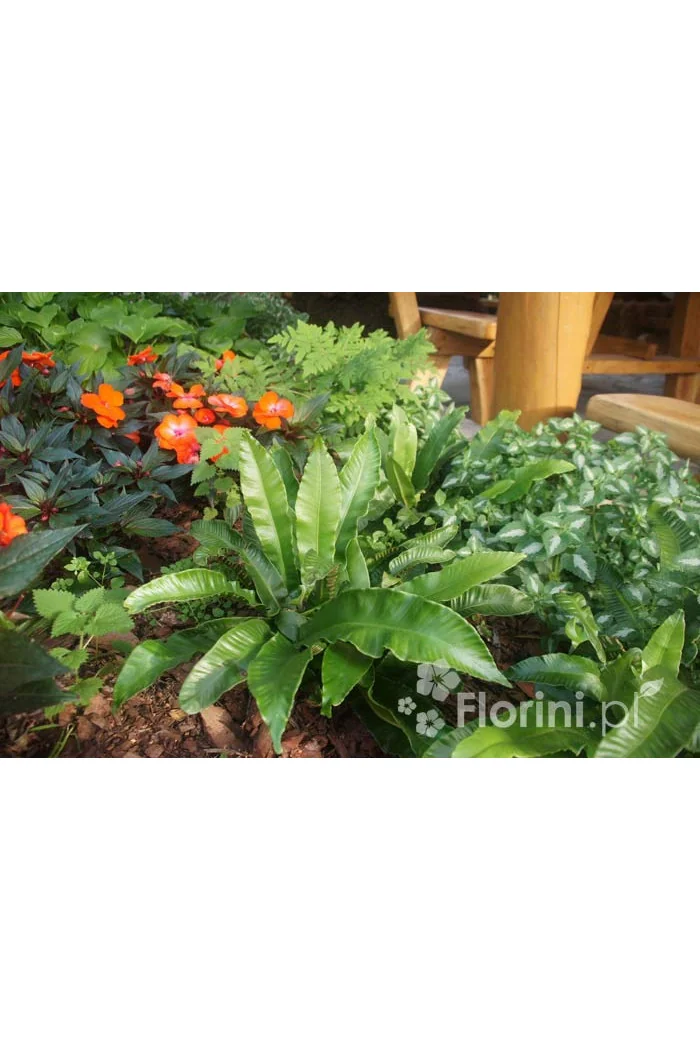 Języcznik zwyczajny | Phyllitis scolopendrium (Asplenium scolopendrium)